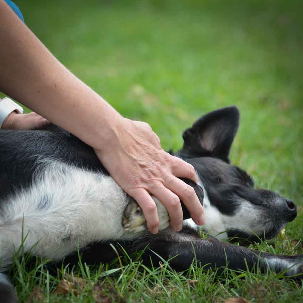 Untilzen Massage canin Untilzen Massage canin