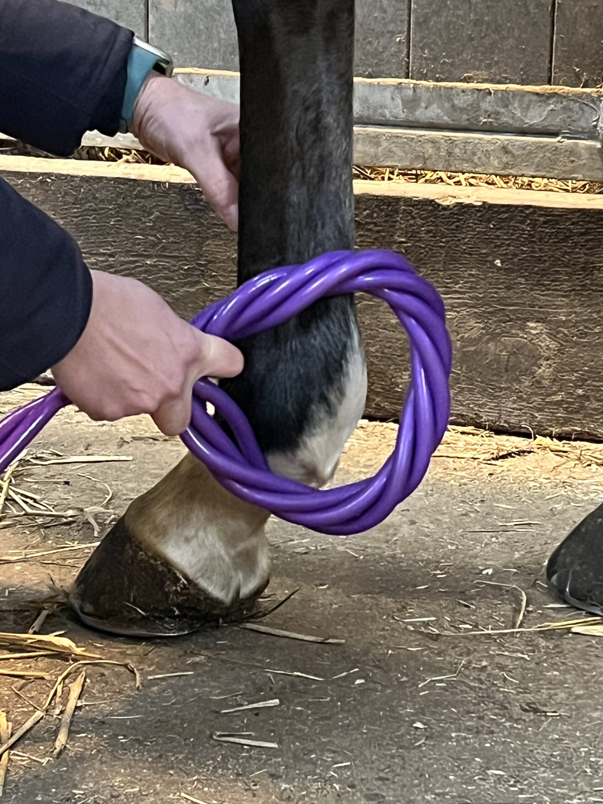 Application du Hofmag sur l’antérieur d’un cheval pour soulager une tendinite